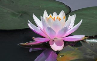 睡莲图片