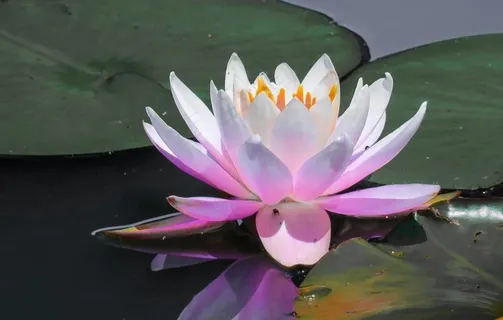 睡莲图片 睡莲图片