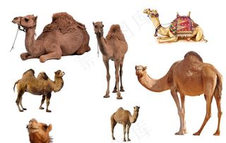 骆驼图片