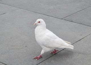 鸽子图片