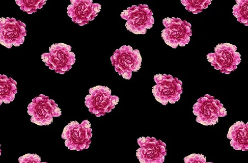 手绘 数码 爆款 玫瑰 蔷薇图片