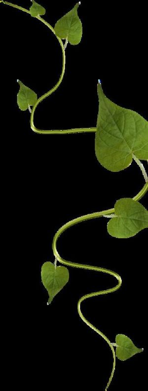 藤蔓图片