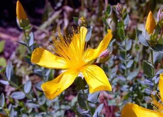 花朵    风景    清新图片
