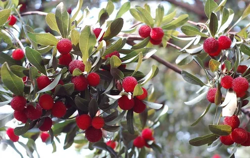 杨梅图片 杨梅图片