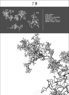 丁香图片 丁香图片