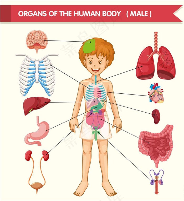 人体器官图片