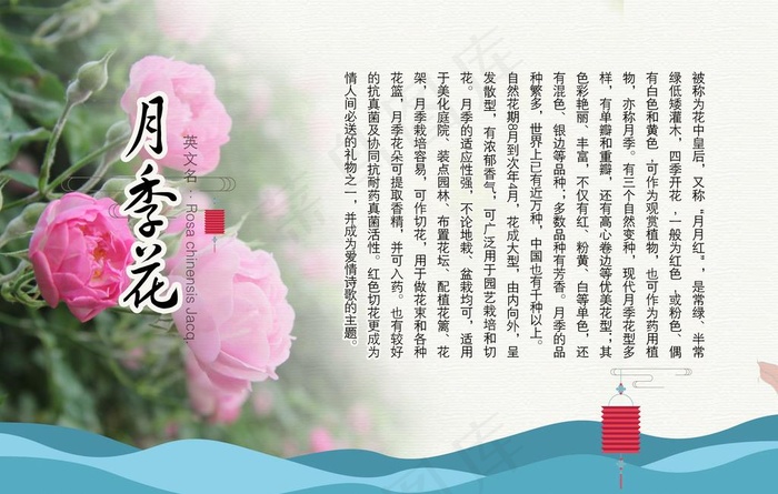 月季花介绍图片