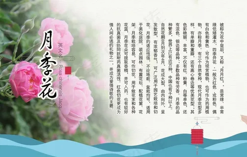 月季花介绍图片