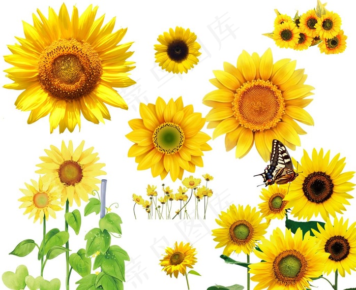 葵花图片