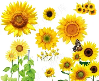 葵花图片
