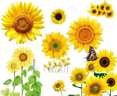 葵花图片 葵花图片