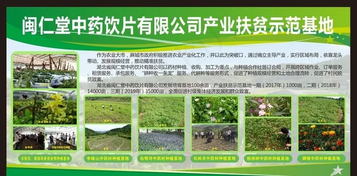 药材宣传栏图片(210X297)cdr矢量模版下载