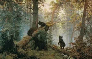 松树林之晨图片