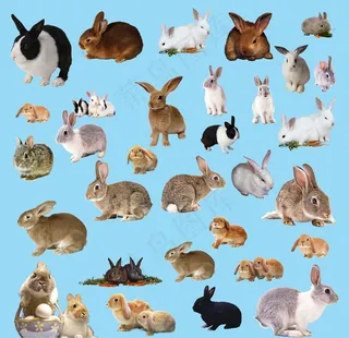 兔子图片