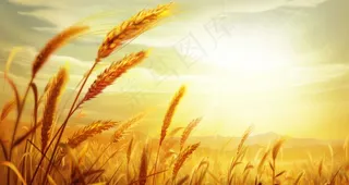 小麦图片