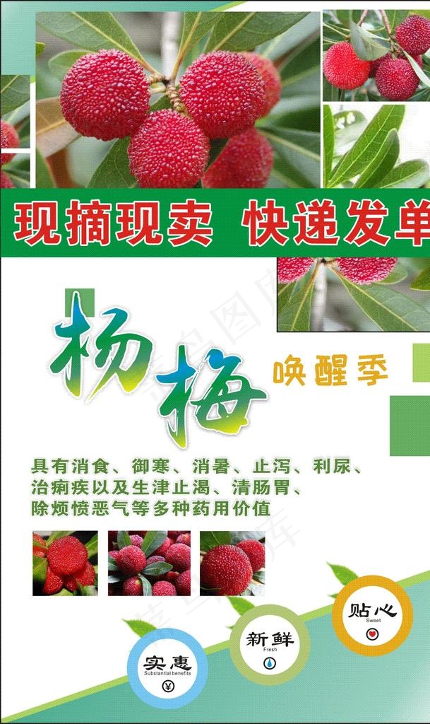 现摘杨梅海报图片