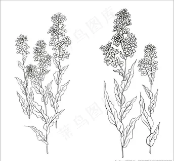 手绘菜花图片