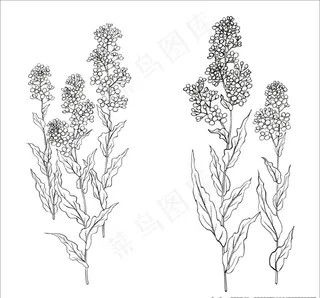 手绘菜花图片