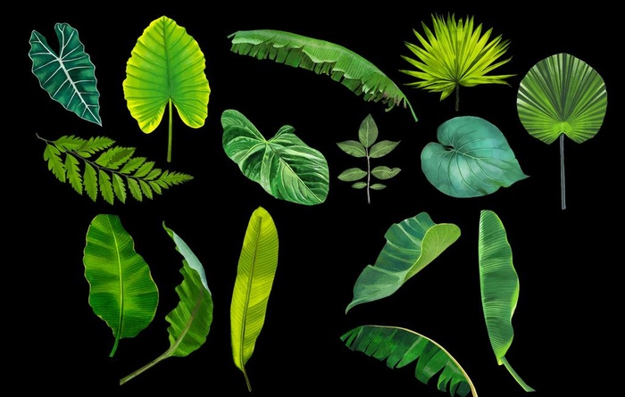 手绘热带植物图片(6000X4000(DPI:300))psd模版下载