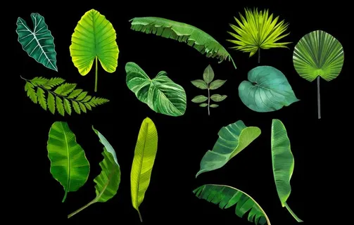 手绘热带植物图片