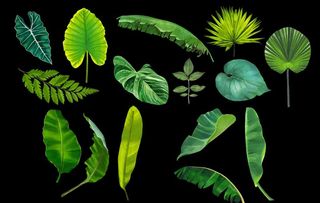 手绘热带植物图片