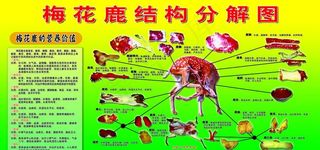 鹿结构分解图图片