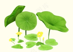 手绘荷叶荷花图片