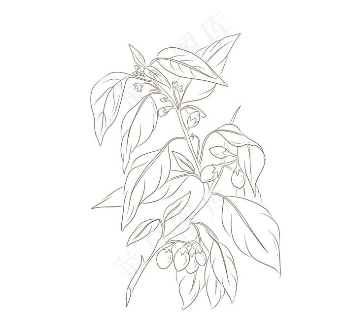 枸杞中药手绘图片