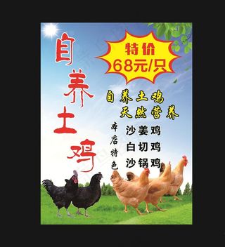 自养土鸡海报图片