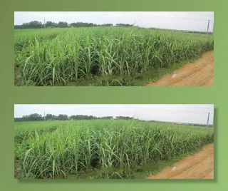 甘蔗基地摄影图片