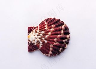 贝壳海螺唯美图片