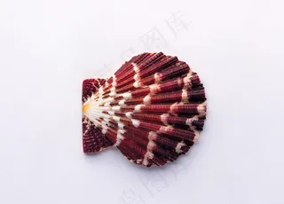 贝壳海螺唯美图片