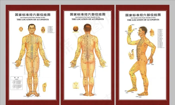 经络图图片(3426X6496(DPI:102))psd模版下载