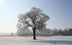雪景图片