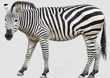 斑马图片 斑马图片