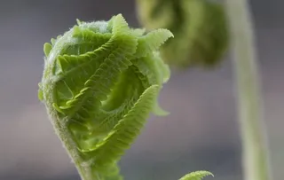 林间的蕨菜摄影美图图片