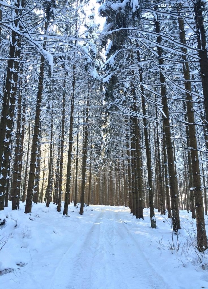 森林雪景图片