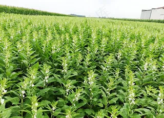 芝麻花拍菜鸟图库片