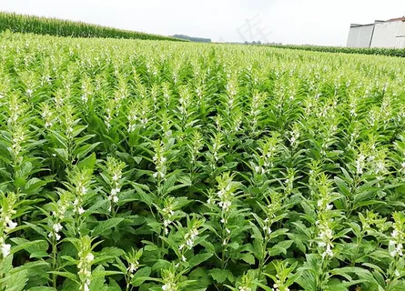芝麻花拍菜鸟图库片 芝麻花拍菜鸟图库片