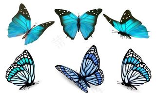 蓝色蝴蝶图片