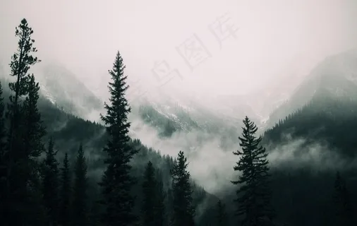 森林上空的雾图片 森林上空的雾图片