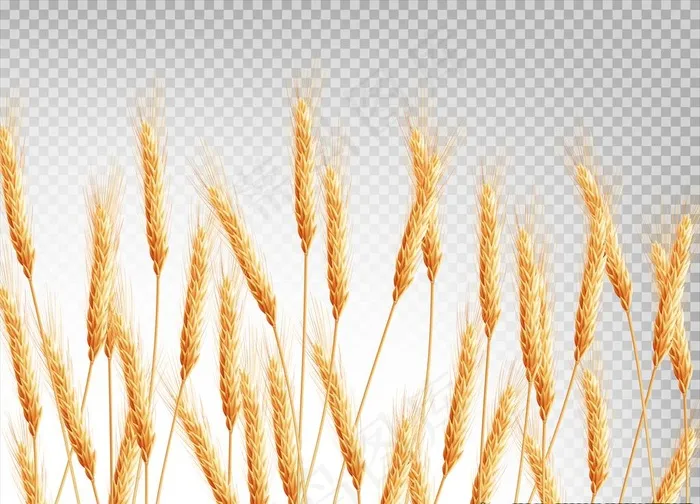 麦穗图片ai矢量模版下载