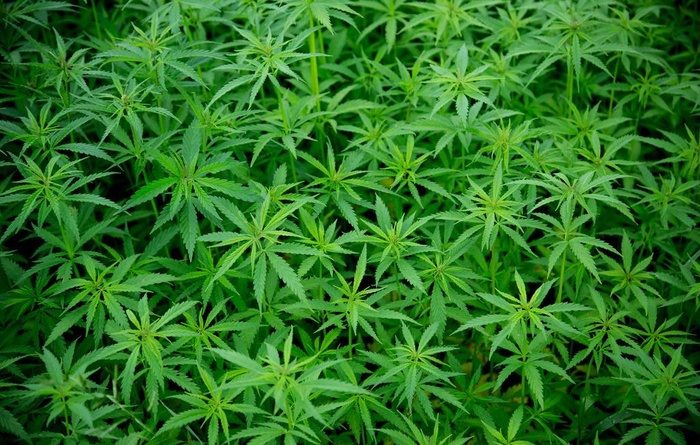 野生大麻图片