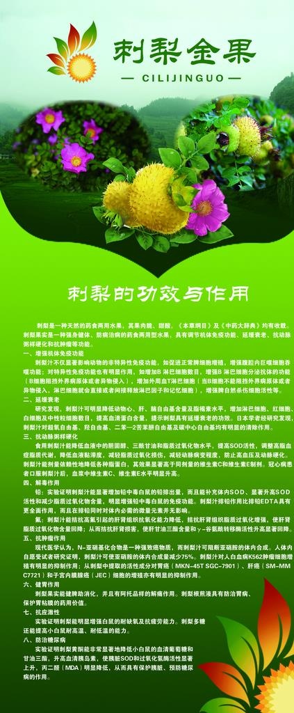 刺梨功效图片(3150X7087(DPI:100))psd模版下载