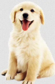 精选宠物狗psd素材元素设计图片