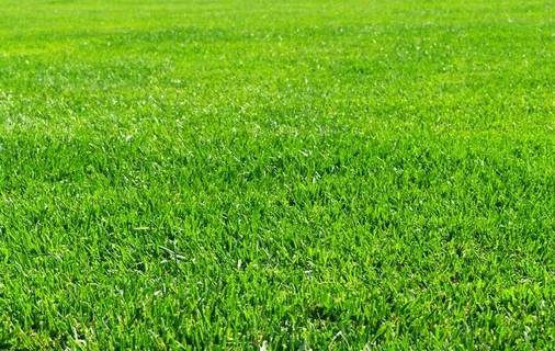 草地图片