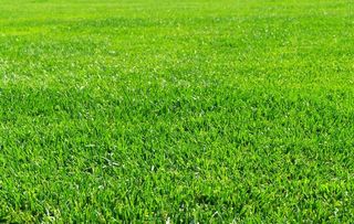 草地图片