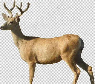 鹿图片