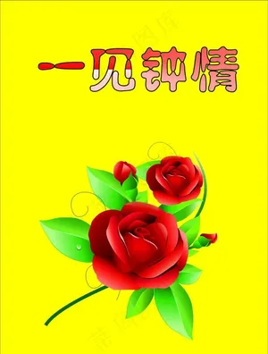 玫瑰花图片