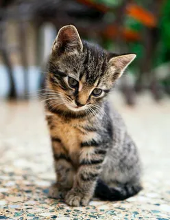 猫图片 猫图片
